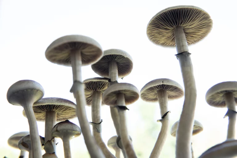 Magic Mushrooms: How Long Does it Take for Shrooms to Kick in?