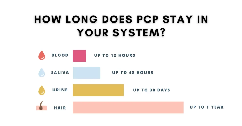 how-long-does-PCP-stay-in-your-system