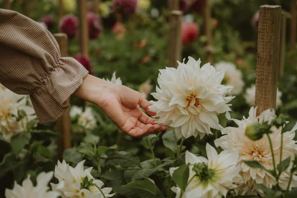 Medetomidine withdrawal help in Asheville, NC