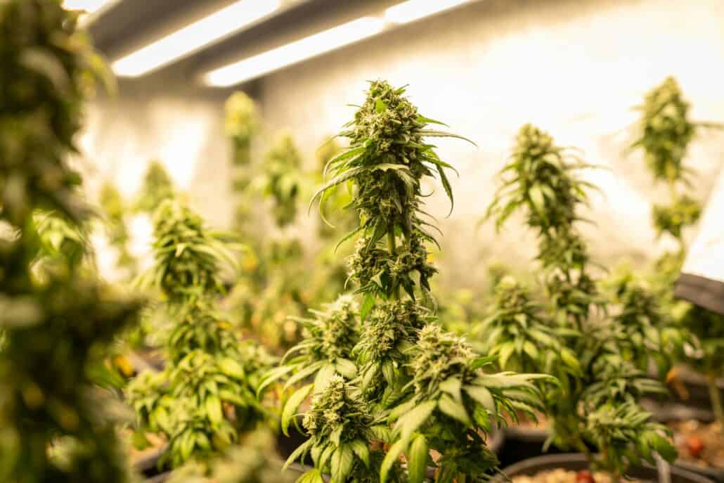 Signs of cannabis hyperemesis syndrome vs withdrawal